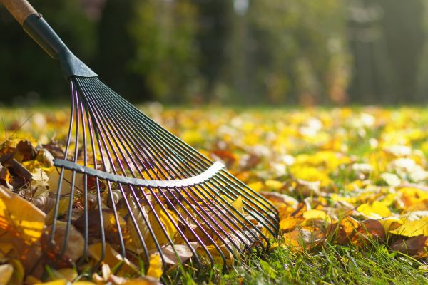 Cost of Leaf Raking Service in Lynnwood