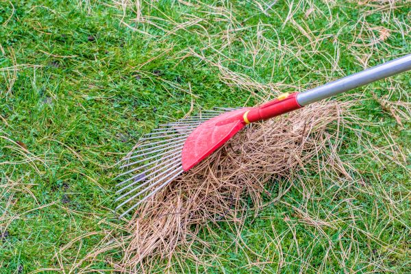 Cost of Yard Raking in Lynnwood