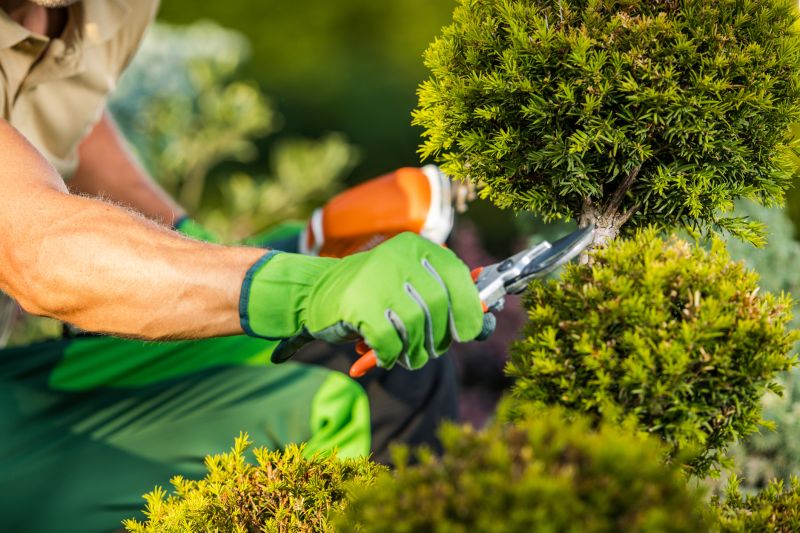 Specialized Tree and Shrub Care